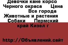 Девочки кане корсо. Черного окраса.  › Цена ­ 65 000 - Все города Животные и растения » Собаки   . Пермский край,Кизел г.